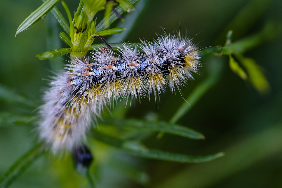 Rhyparia purpurata - bíborszínű medvelepke