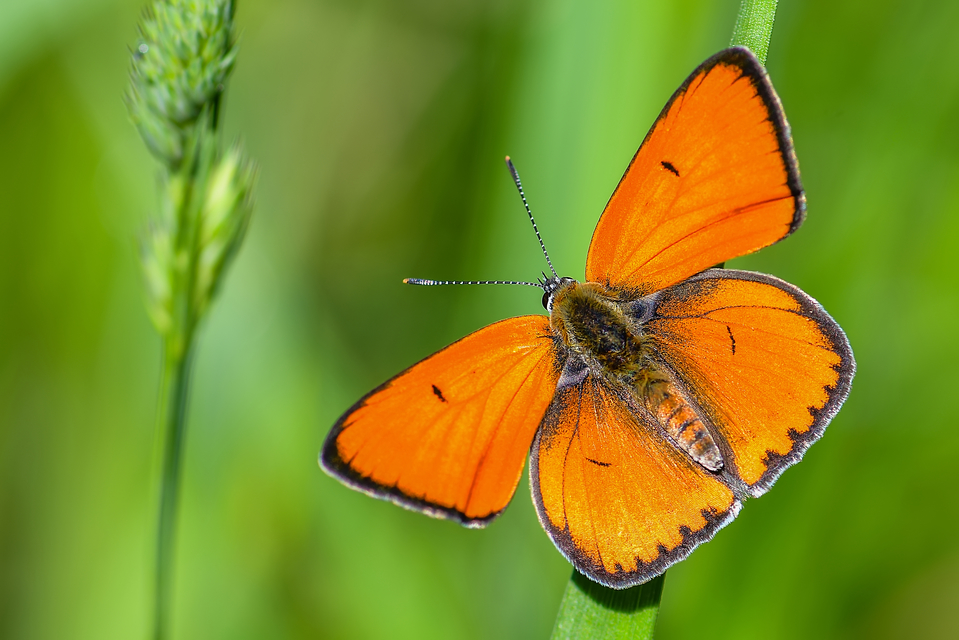 Lycaena dispar rutilus - nagy tűzlepke