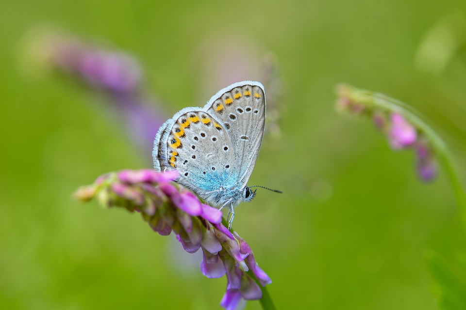 Plebejus argyrognomon - tintakék boglárka