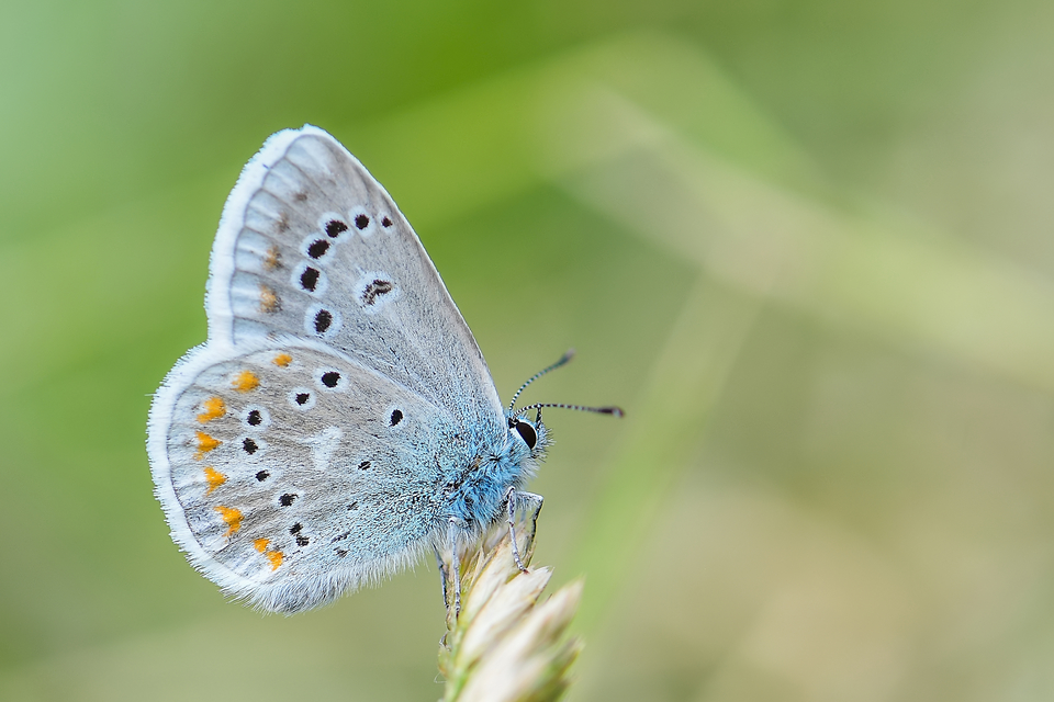 Polyommatus dorylas - fénylő boglárka