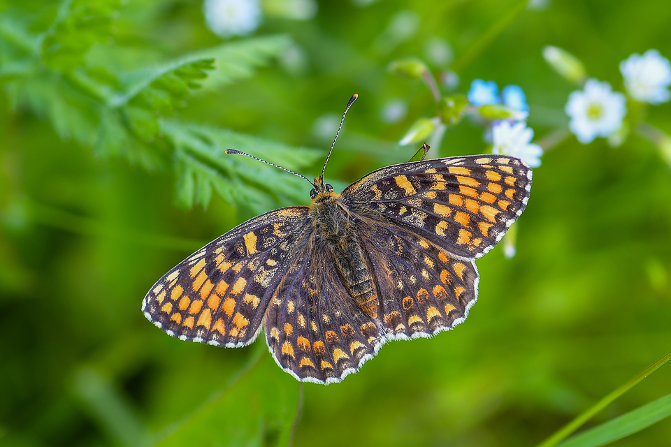 Melitaea phoebe - nagy tarkalepke