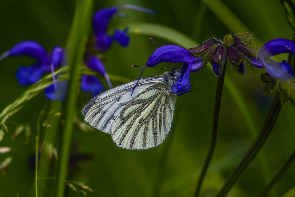 Pieris napi - repcelepke