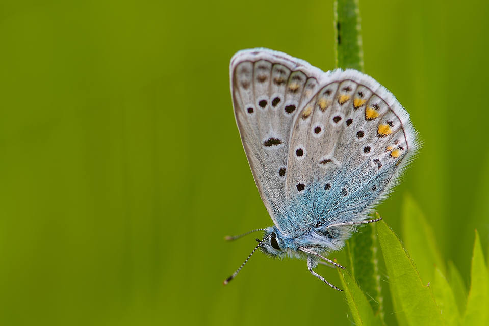 Polyommatus icarus - közönséges boglárka