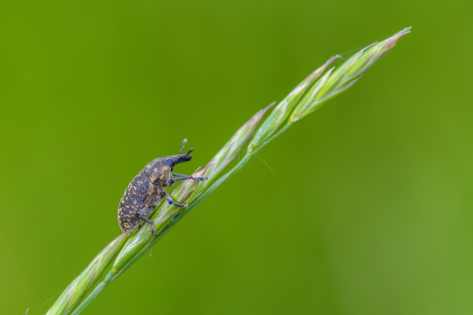 Larinus turbinatus - kúposorrú púderbarkó