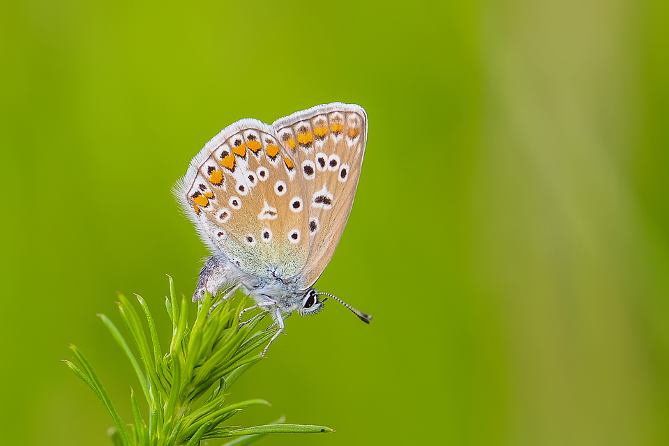 Polyommatus icarus - közönséges boglárka