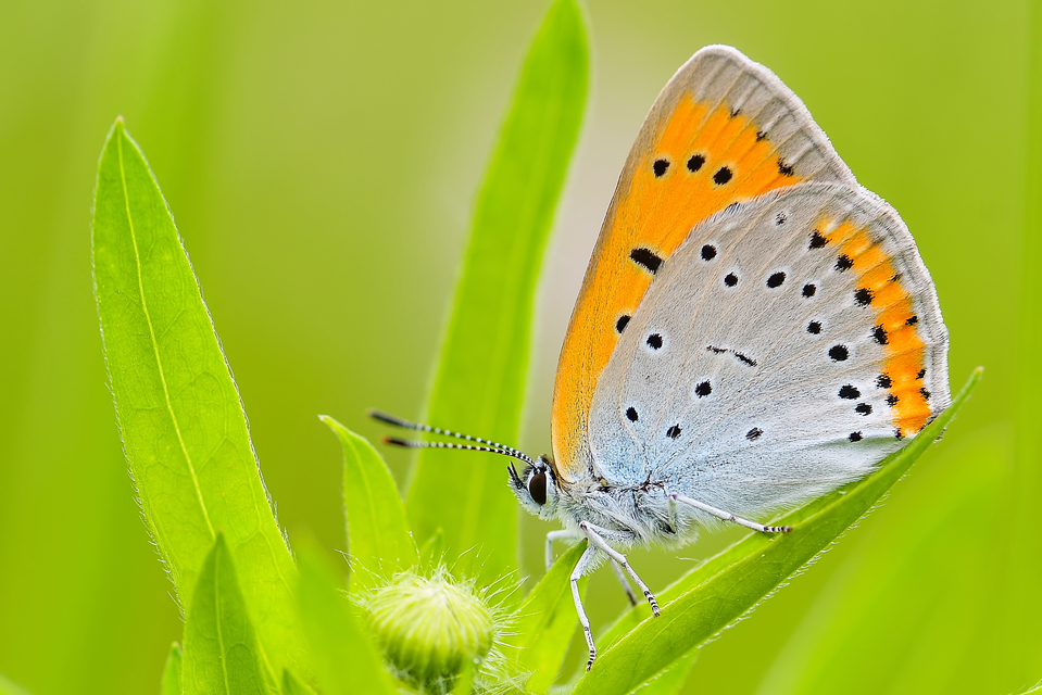 Lycaena dispar rutilus - nagy tűzlepke