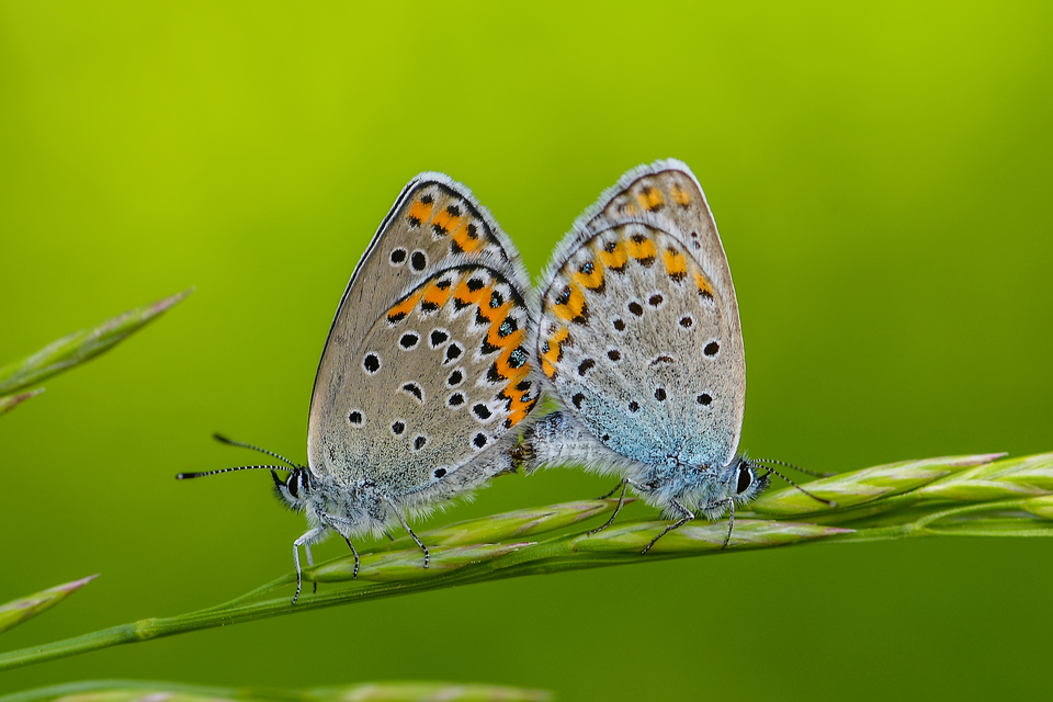 Plebejus argyrognomon - tintakék boglárka