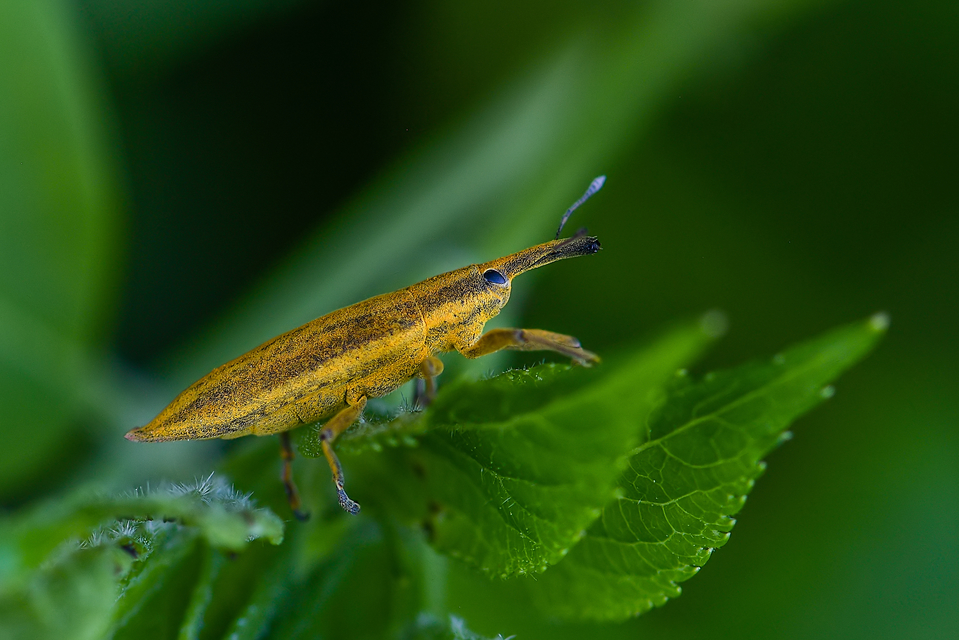 Lixus iridis - bürökfúró dudvabarkó