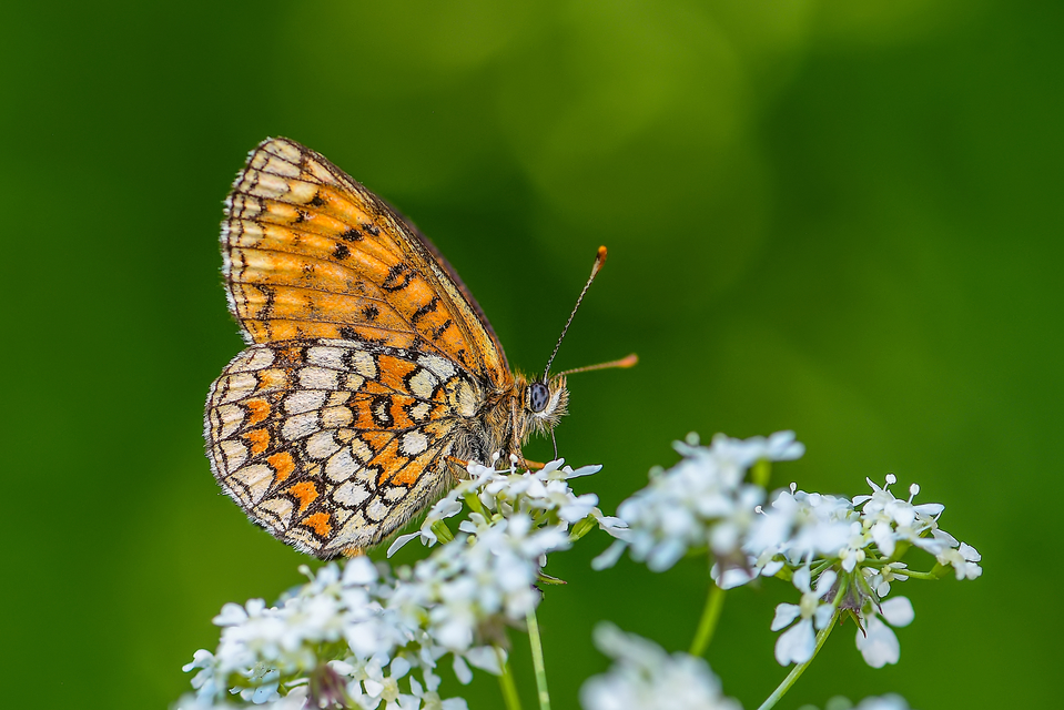 Melitaea athalia - közönséges tarkalepke