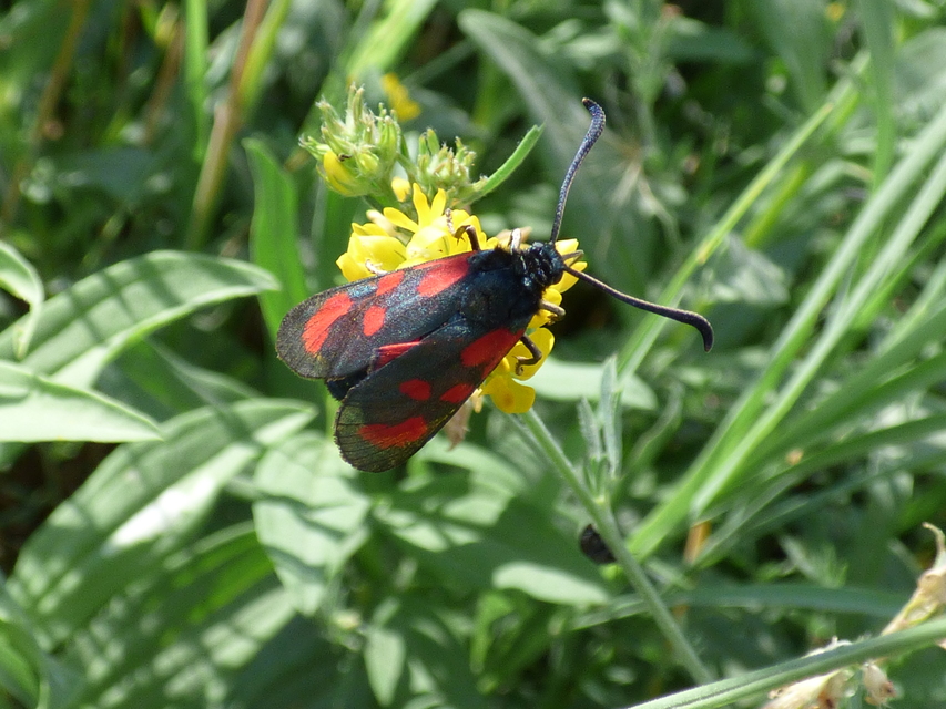 Zygaena loti - közönséges csüngőlepke