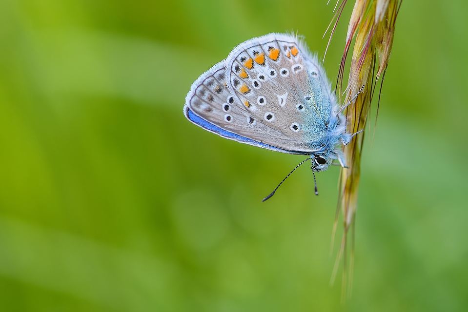 Polyommatus icarus - közönséges boglárka