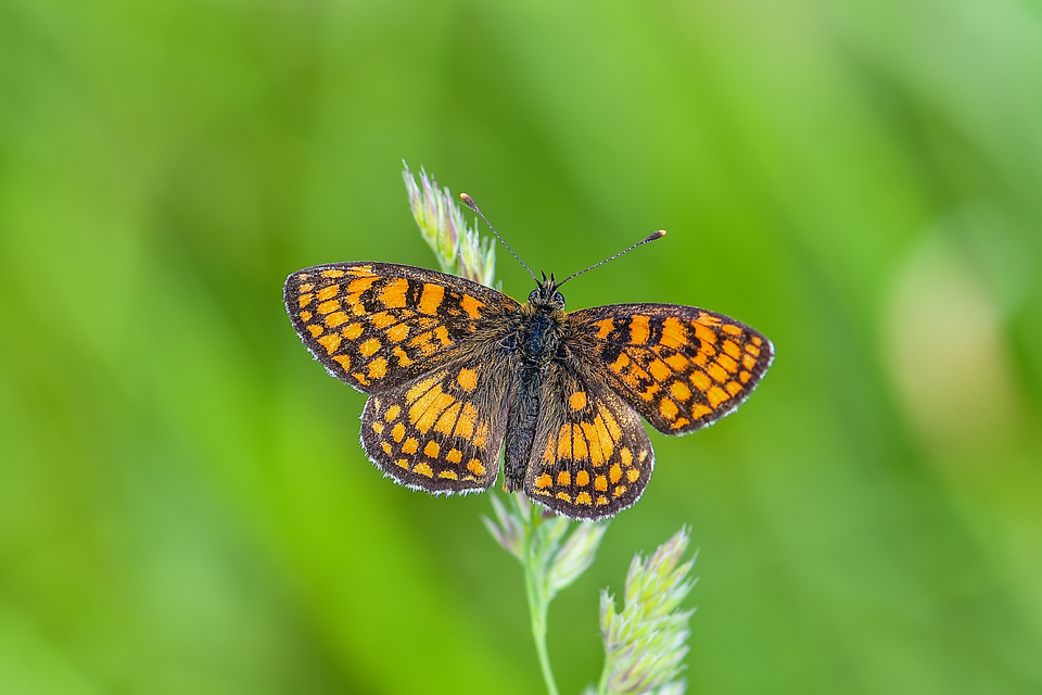 Melitaea athalia - közönséges tarkalepke
