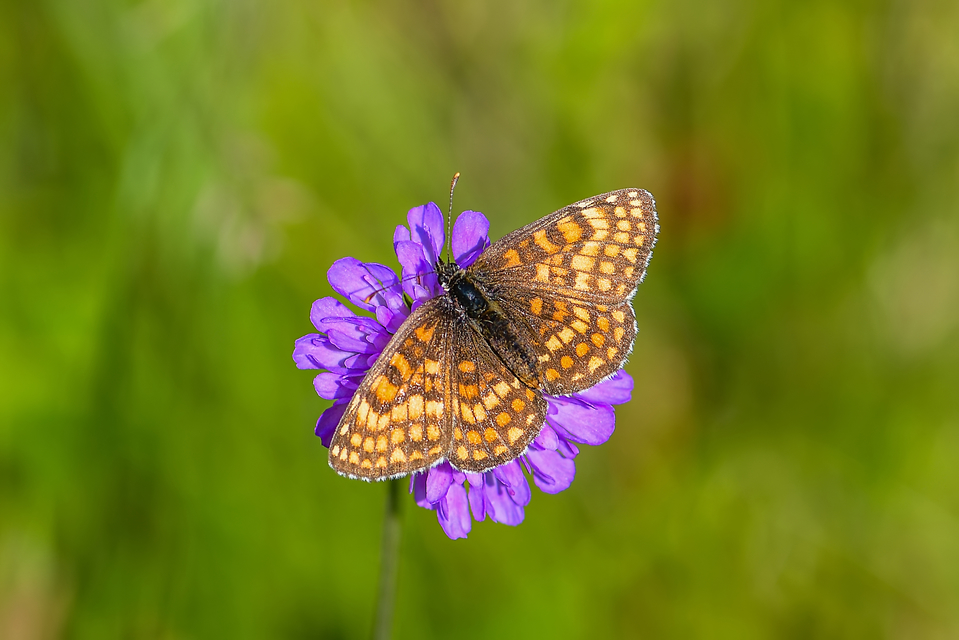 Melitaea phoebe - nagy tarkalepke