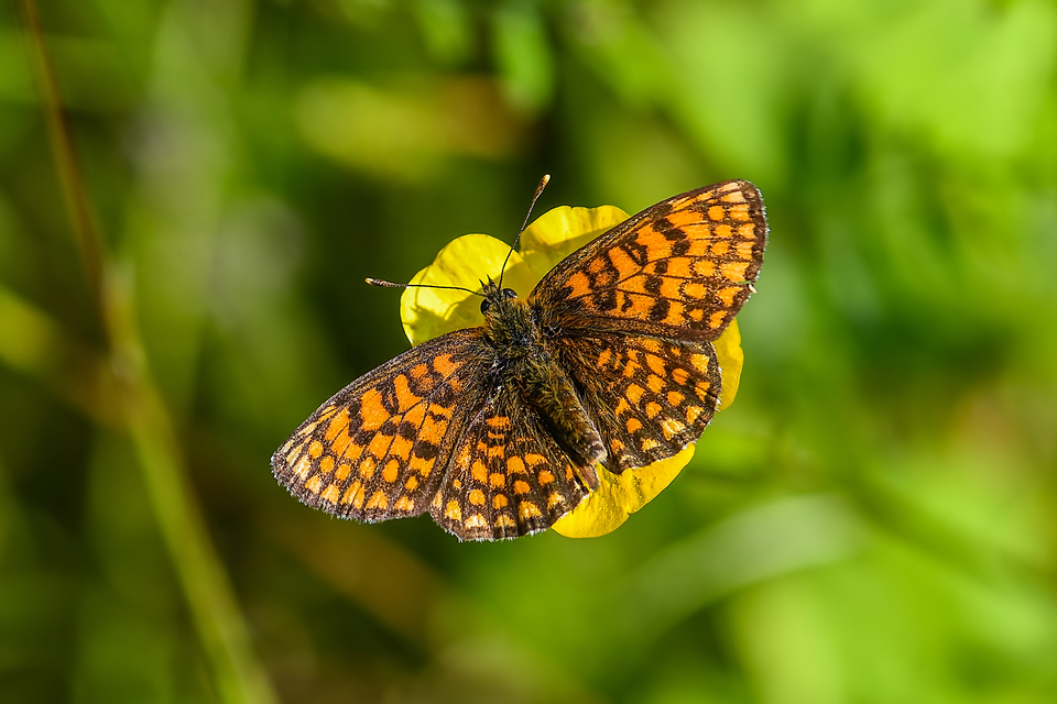 Melitaea athalia - közönséges tarkalepke