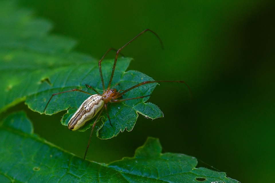 Tetragnatha Tetragnatha
