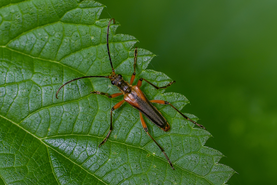 Stenocorus meridianus - fűz-gyökércincér