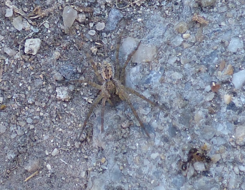 Geolycosa vultuosa - pokoli cselőpók