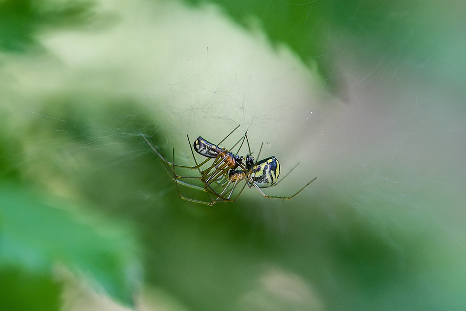 Neriene radiata - szegélyes vitorláspók