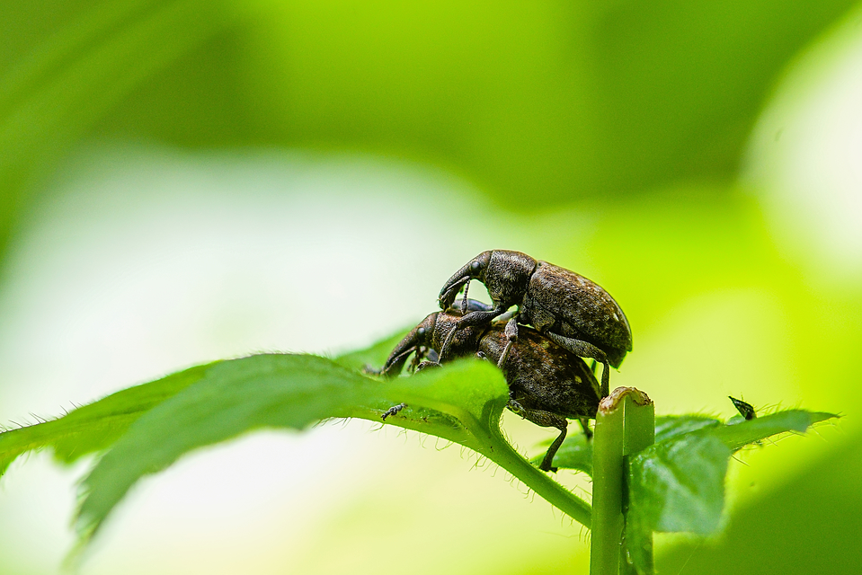 Lepyrus capucinus - pettyes fűzormányos