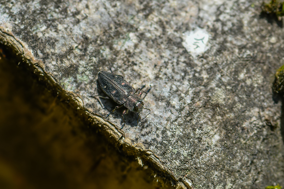 Chrysobothris affinis - aranypettyes díszbogár