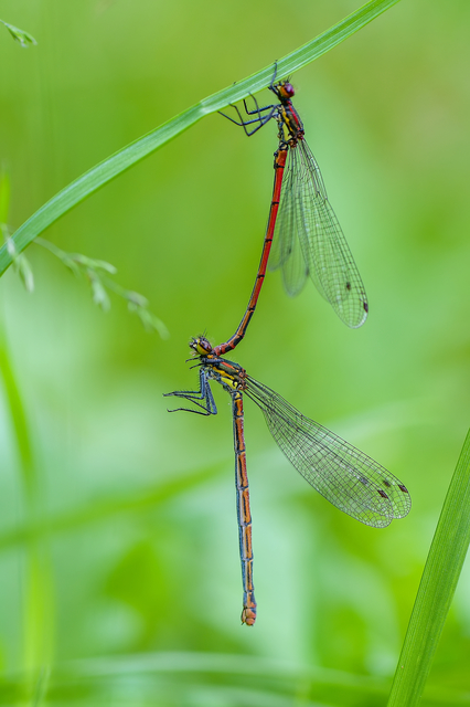 Pyrrhosoma nymphula interposita - vörös légivadász
