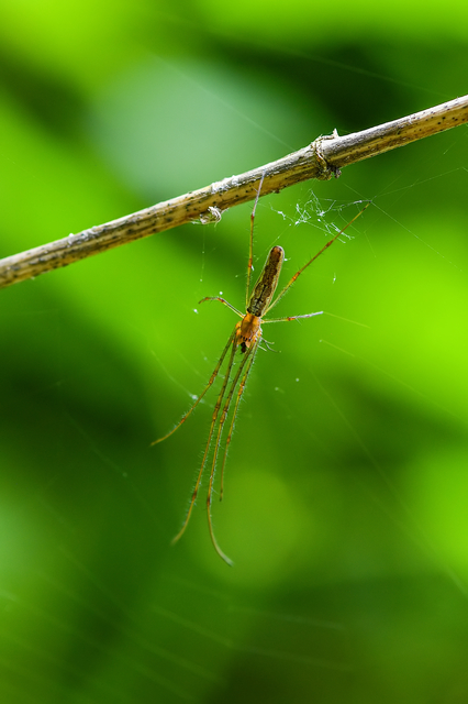 Tetragnatha Tetragnatha