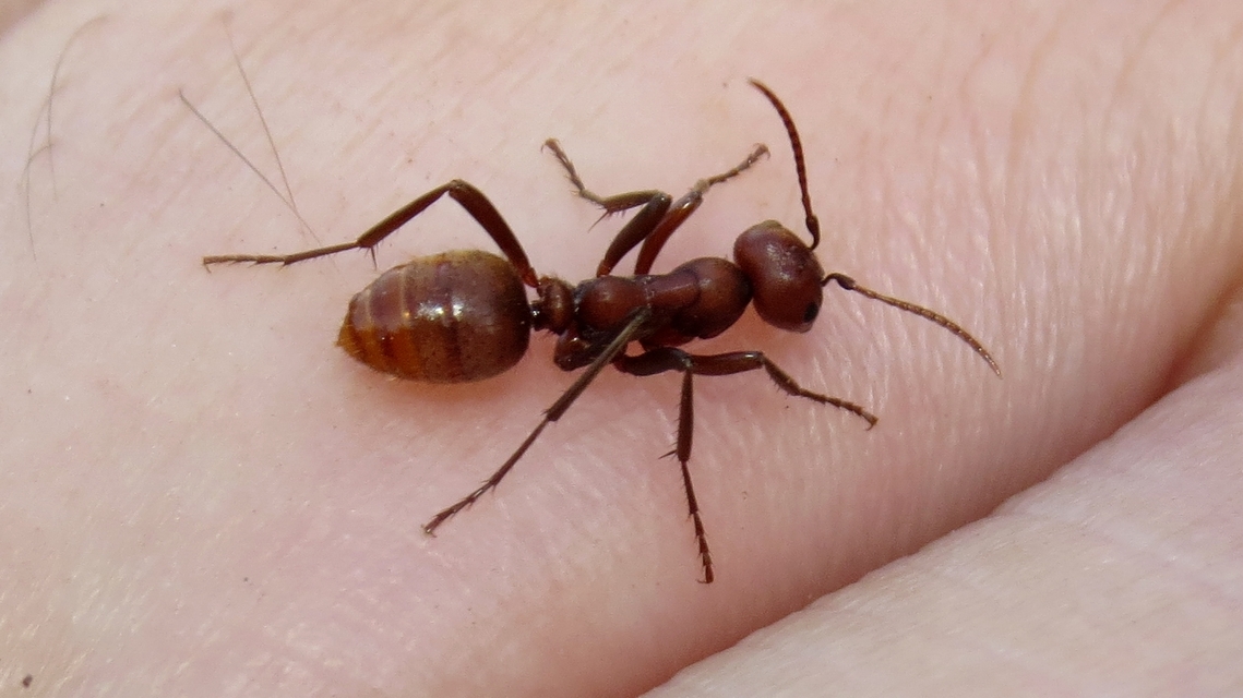 Polyergus rufescens - amazonhangya