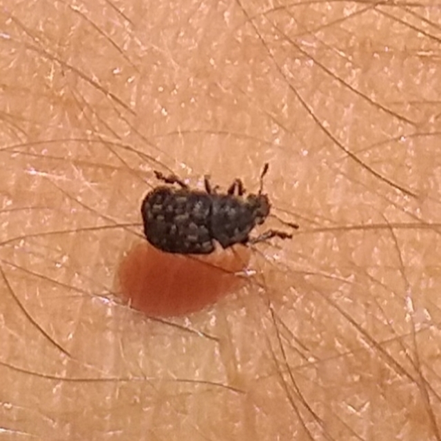 Anthribus nebulosus - ködfoltos pajzstetvész-orrosbogár