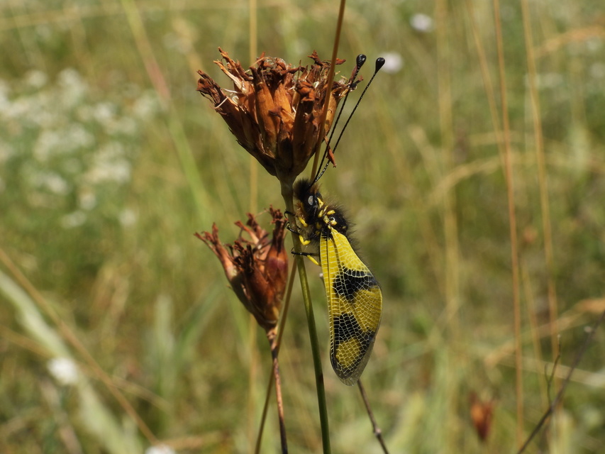 Libelloides macaronius - keleti rablópille