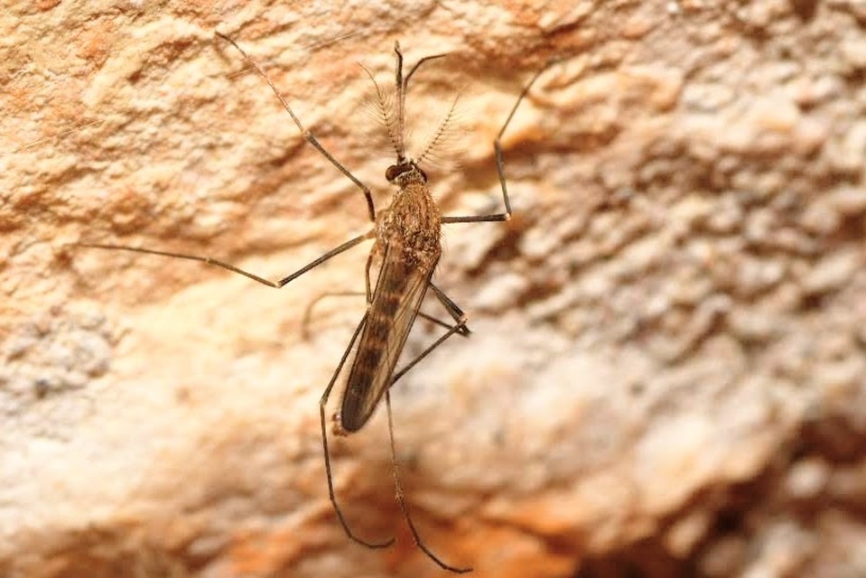 Aedes vexans - gyötrő szúnyog