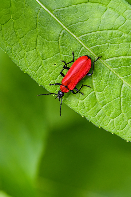 Pyrochroa coccinea - nagy bíborbogár