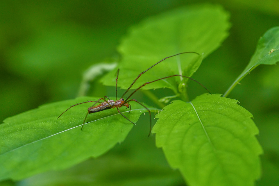 Tetragnatha Tetragnatha