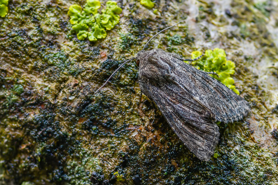 Apamea anceps - közönséges dudvabagoly