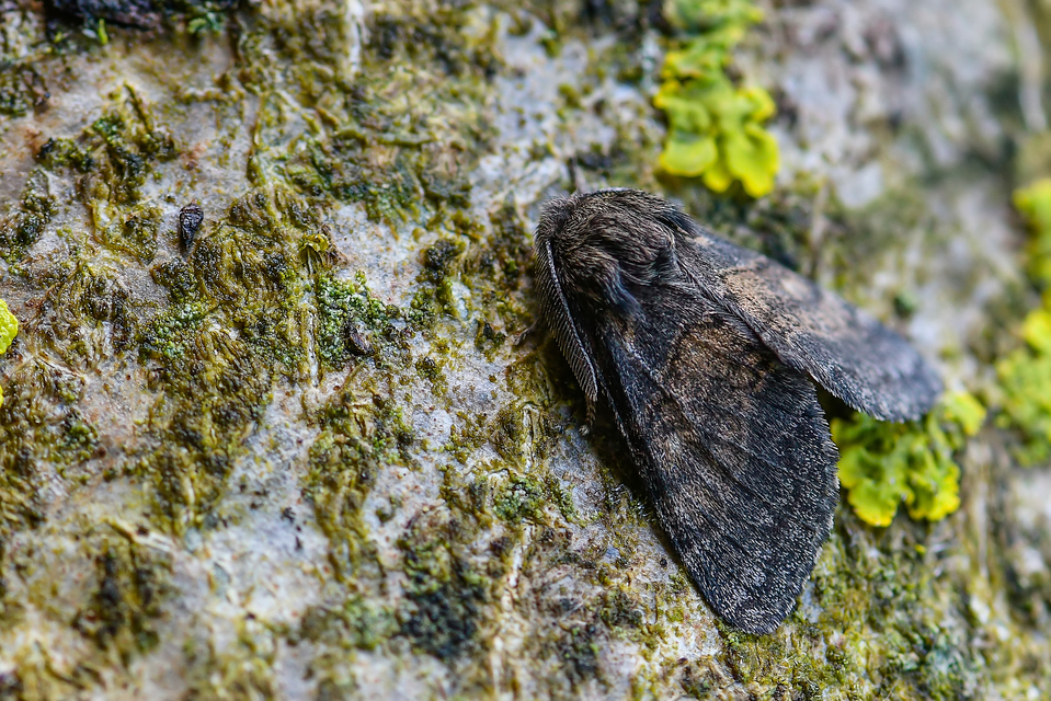 Gluphisia crenata - kormos púposszövő