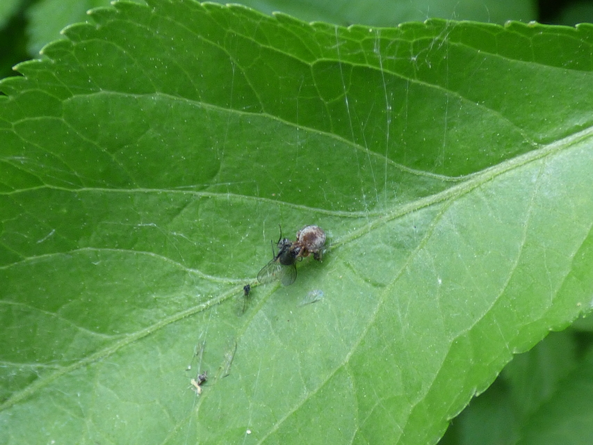 Dictynidae - hamvaspókok