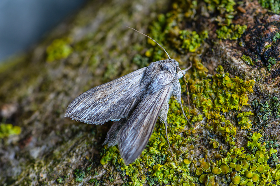 Cucullia umbratica - közönséges csuklyásbagoly