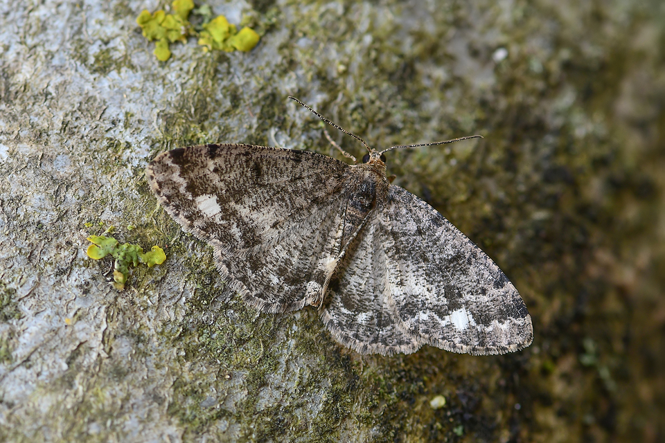 Parectropis similaria - barna zuzmóaraszoló