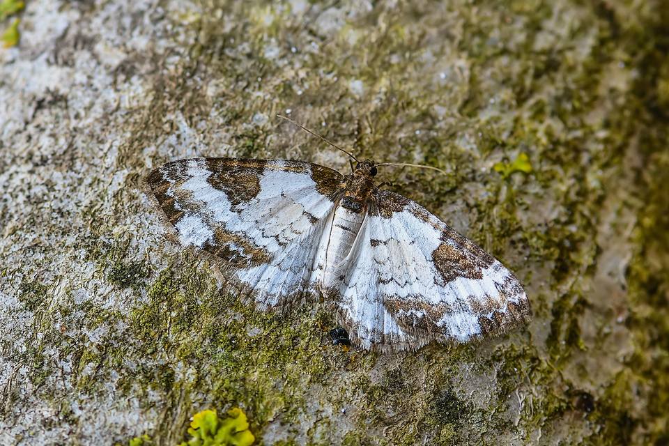 Melanthia procellata - hullámos tarkaaraszoló