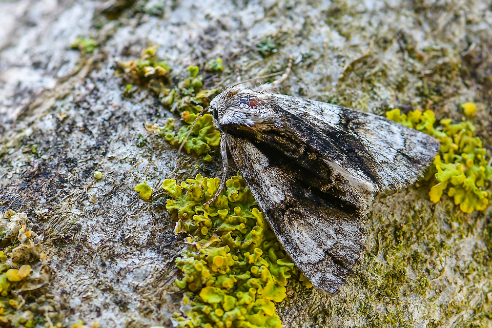 Acronicta alni - éger-szigonyosbagoly