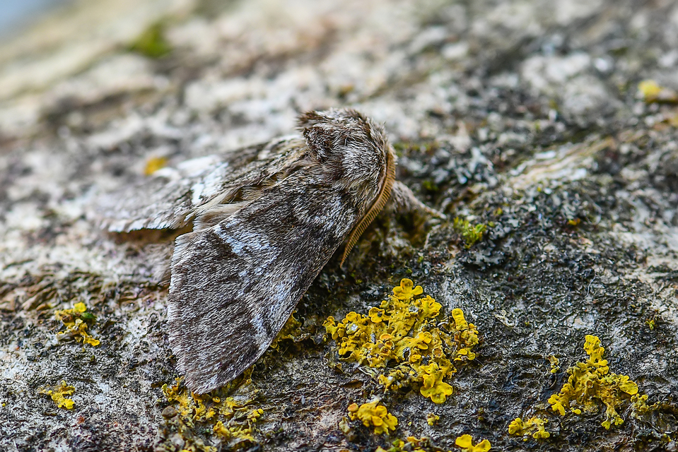 Drymonia dodonea - bélyeges púposszövő
