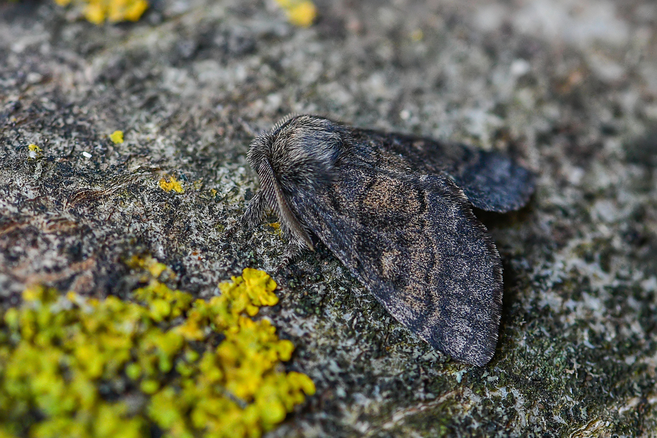 Gluphisia crenata - kormos púposszövő