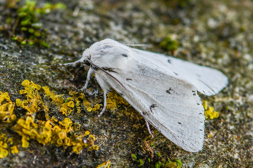 Acronicta leporina - fehér szigonyosbagoly