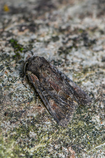 Lacanobia amurensis - homoki kertibagoly
