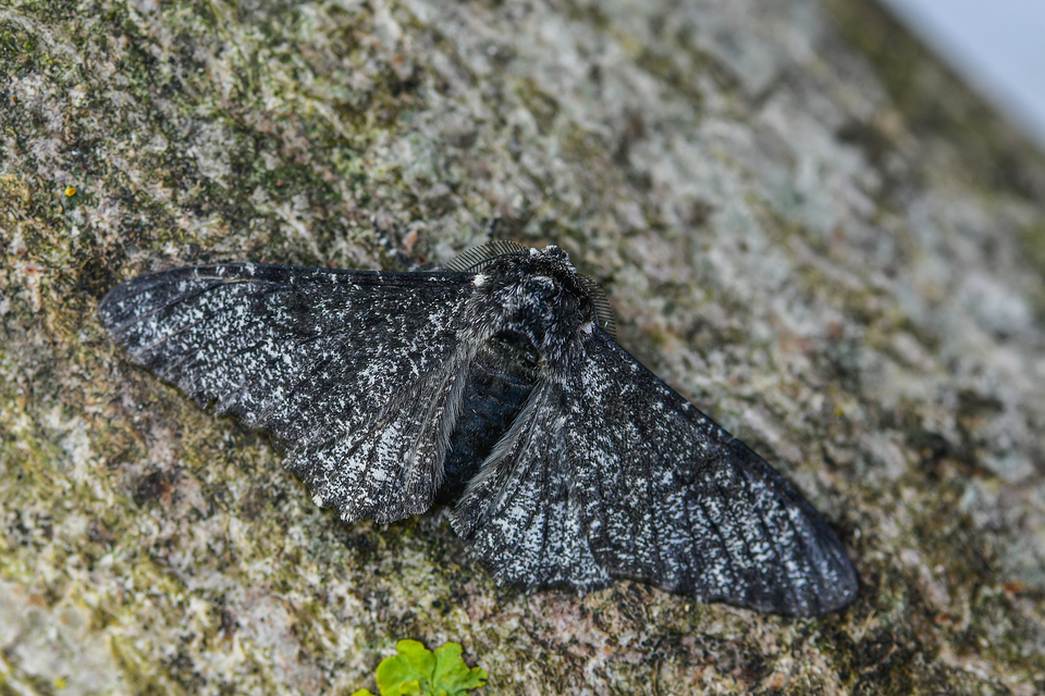 Biston betularia - szürkepettyes araszoló