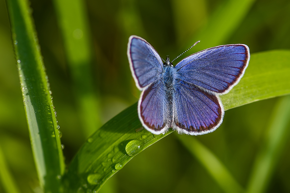 Plebejus argyrognomon - tintakék boglárka