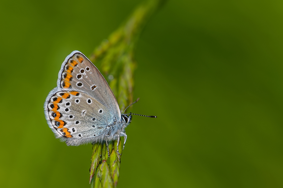 Plebejus argyrognomon - tintakék boglárka