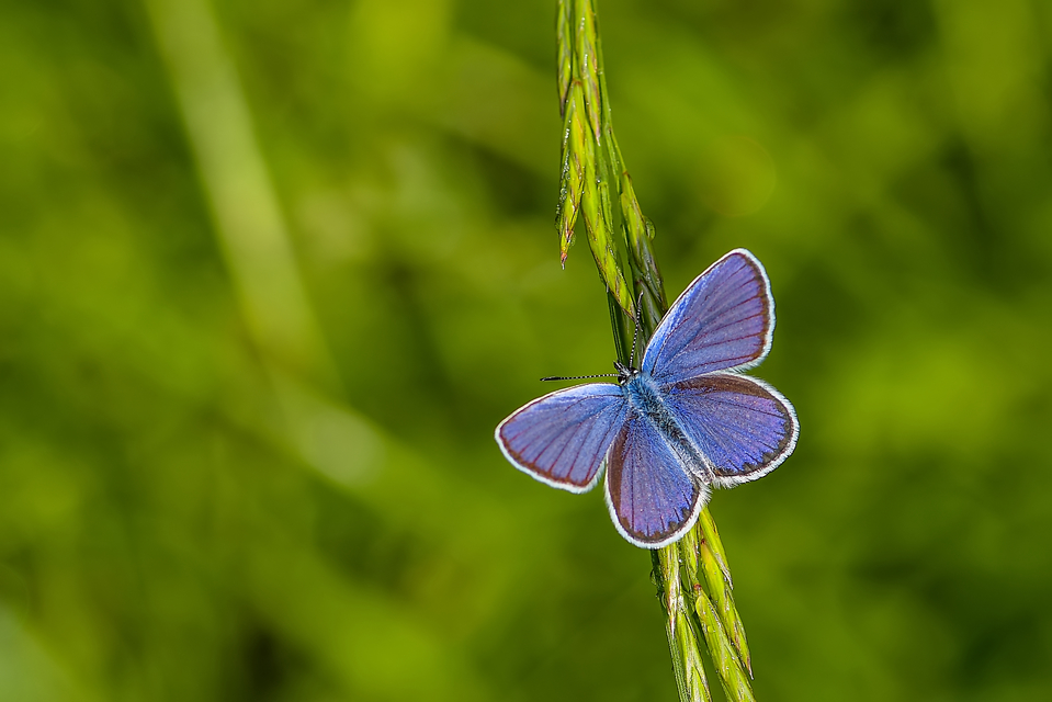 Plebejus argyrognomon - tintakék boglárka