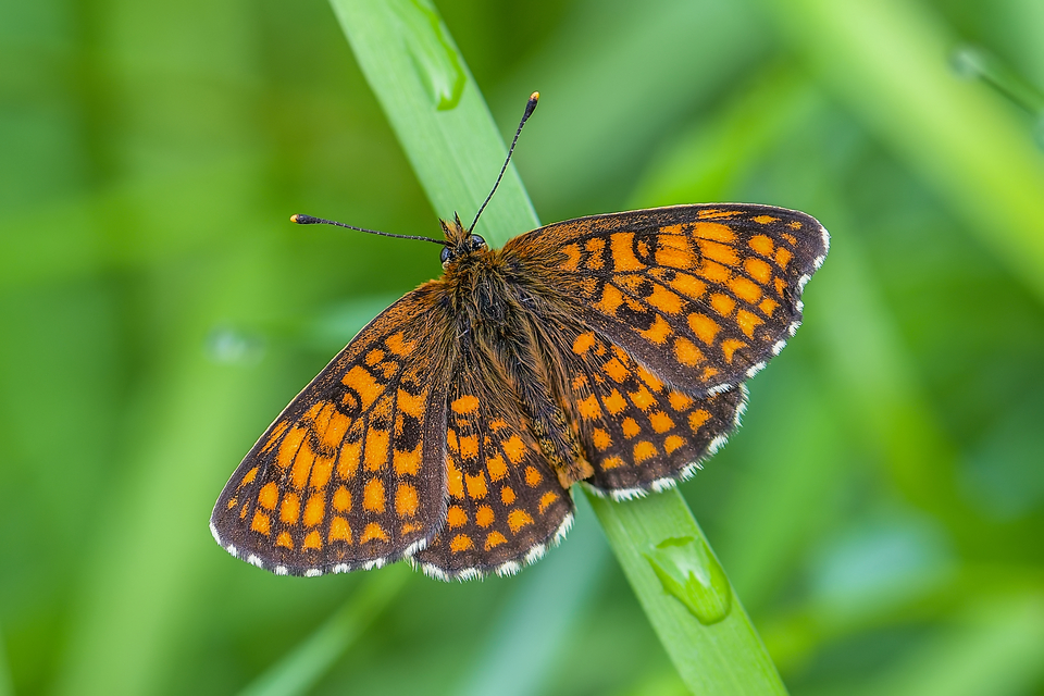 Melitaea athalia - közönséges tarkalepke
