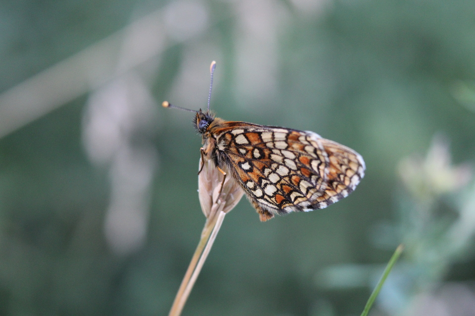 Melitaea britomartis - barnás tarkalepke