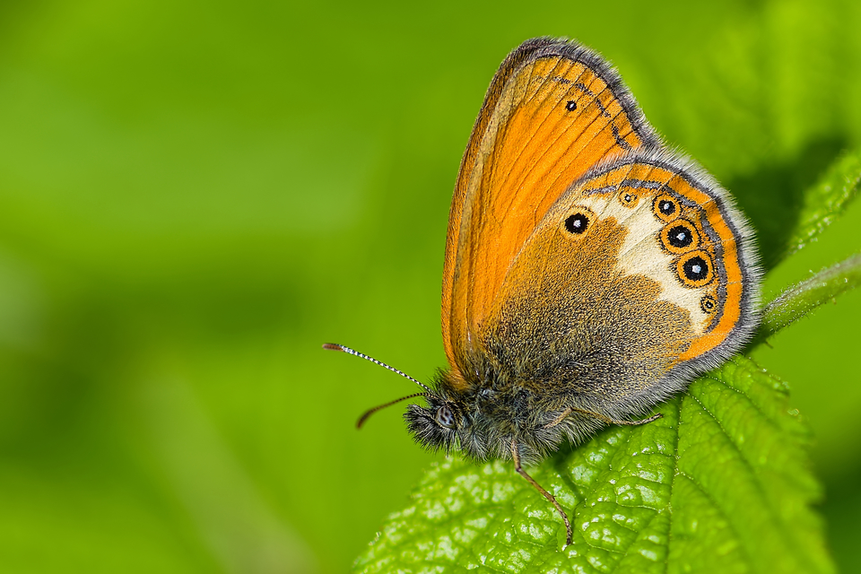 Coenonympha arcania - fehéröves szénalepke